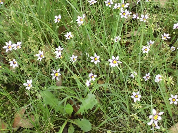 ニワゼキショウ
