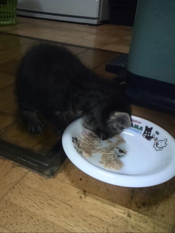 離乳食を食べるトラ.jpg