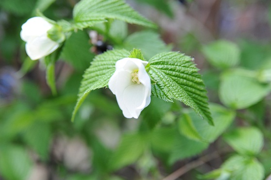 2013.4.26 001.JPG
