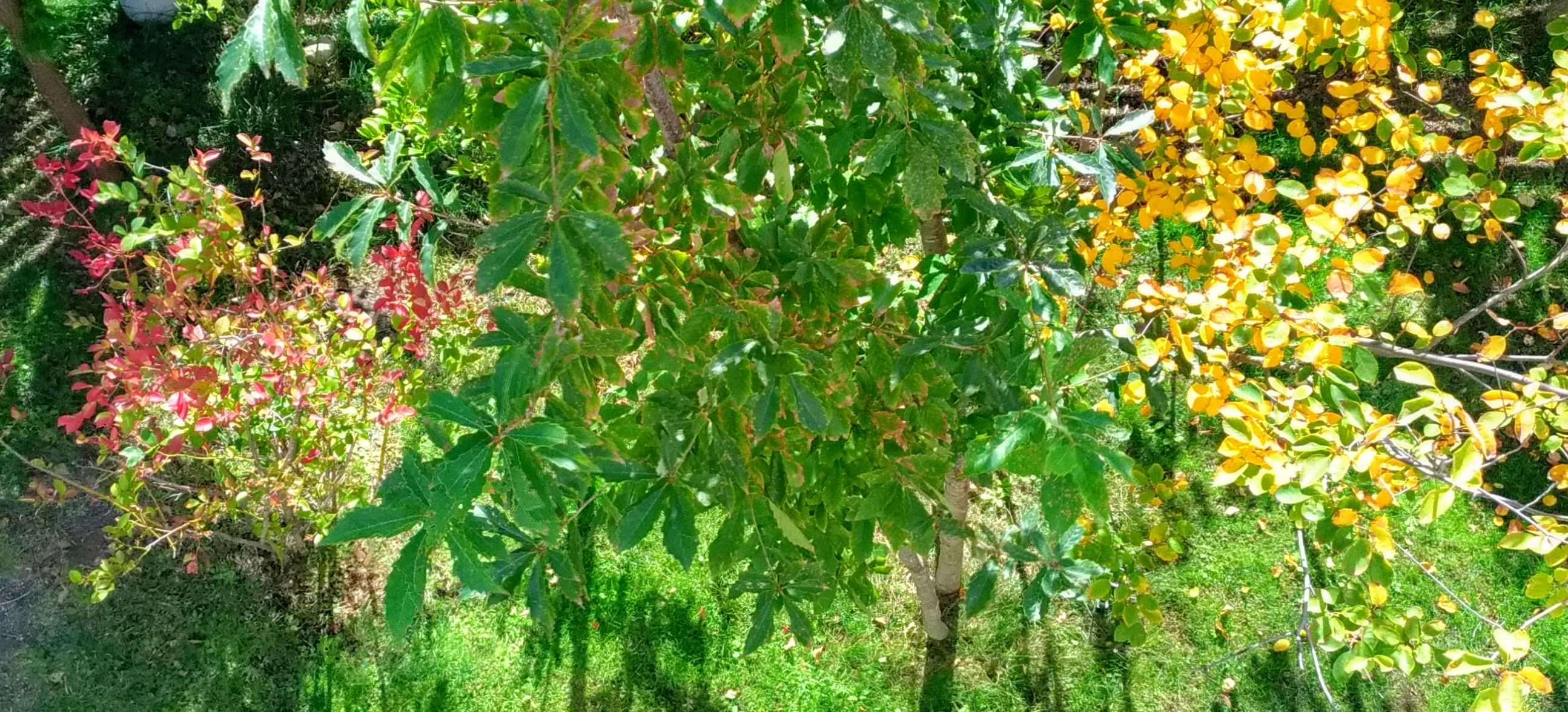 庭の紅葉 憧れの雑木のお庭をめざして Woods Garden 楽天ブログ