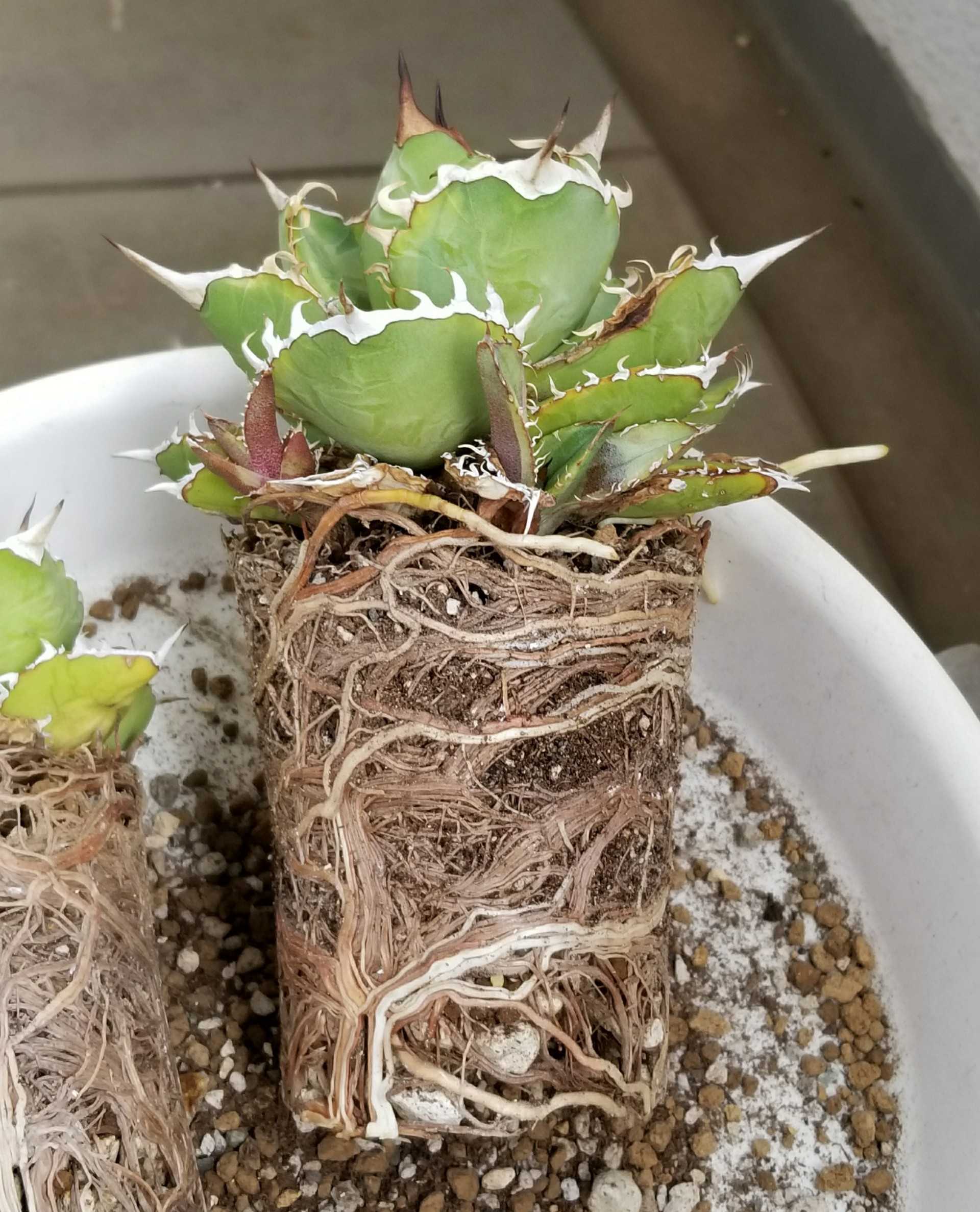 チタノータを植え替える デルオの多肉日記 楽天ブログ