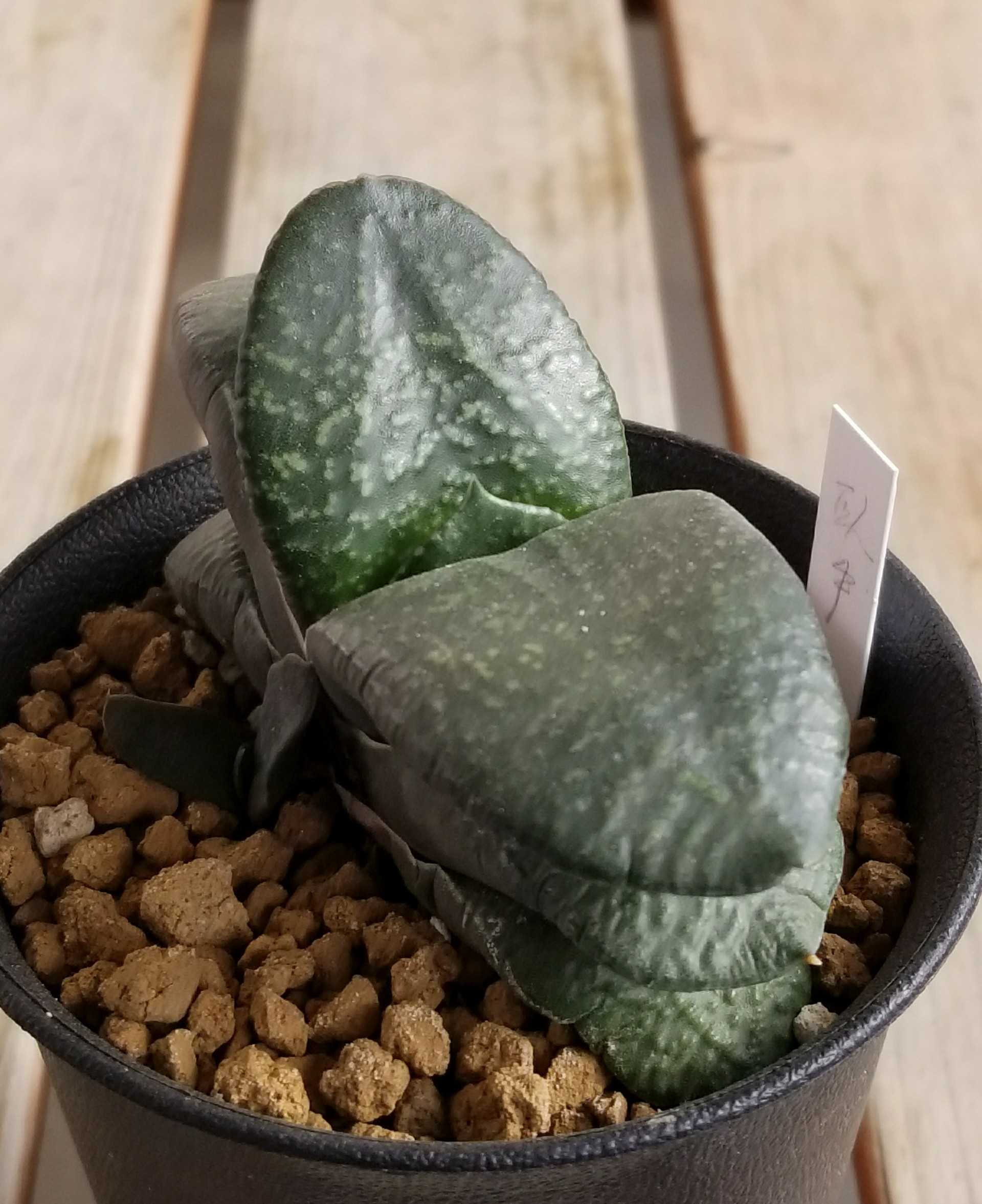 屋外越冬中の夏型多肉植物観葉植物 デルオの多肉日記 楽天ブログ