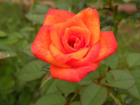o0480036011431840482.jpg