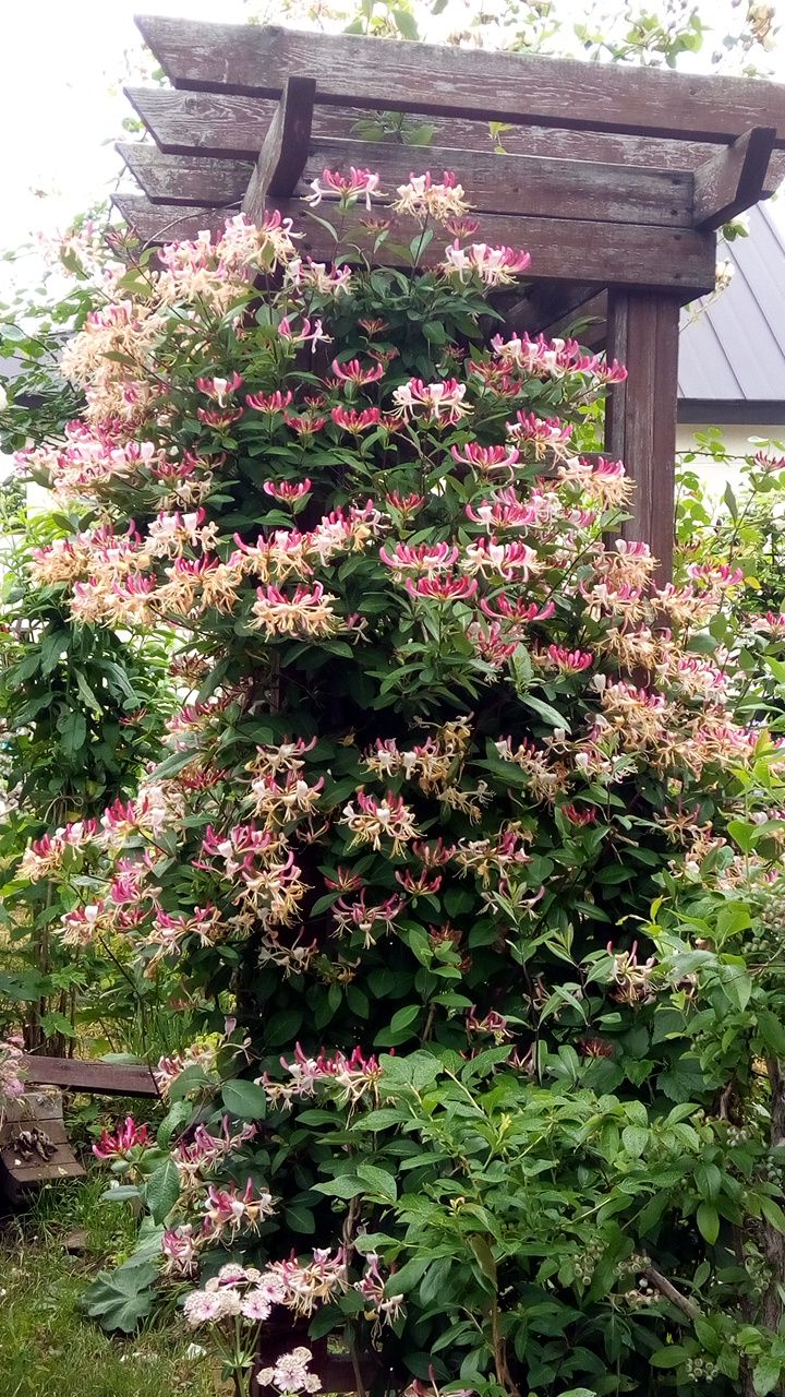 Images Of ハニーサックル Japaneseclass Jp