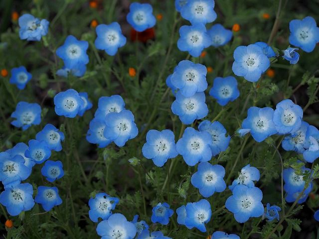 春の青い花 七輪な生活 そして 東京の自然 楽天ブログ