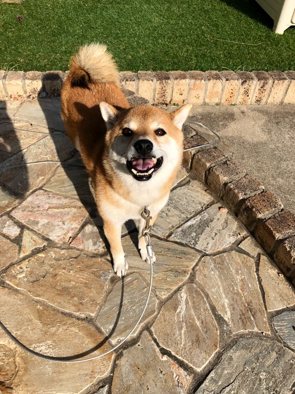 そろそろ しゃくれ柴犬レオと日々のあれこれ 楽天ブログ
