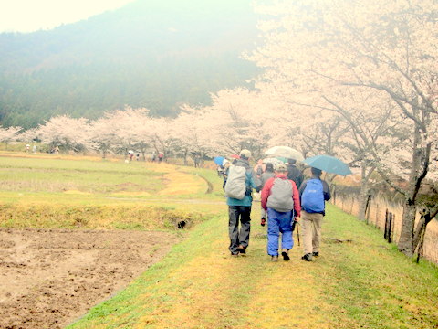 さくら回廊・4回目