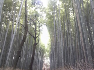あらしやまに