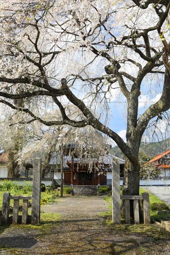 三次市布野町 福泉坊の枝垂れ桜 くり坊のひとりごと Blog版 楽天ブログ