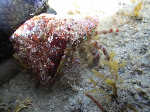 3ページ目の 磯採集 海水魚が好き 楽天ブログ