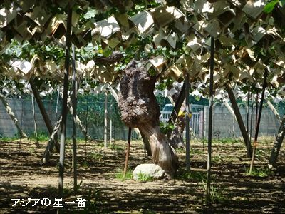 20160711 豊玉園10