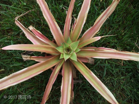 斑入りパイナップル　Ananas comosus variegata 20170802-2