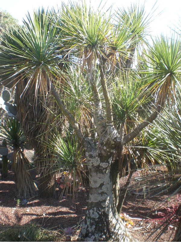 ポニーテールとその仲間 | （有）かえる商会 - 楽天ブログ