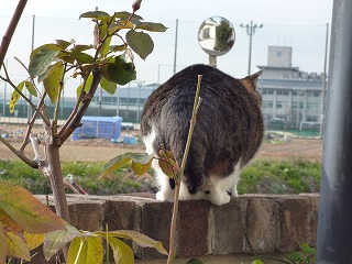 P1010276ss.jpg