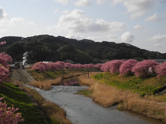桜並木