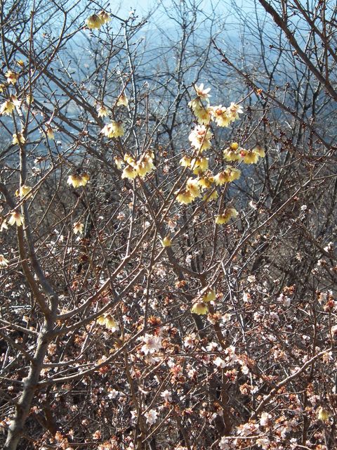 DSCF2119.JPG