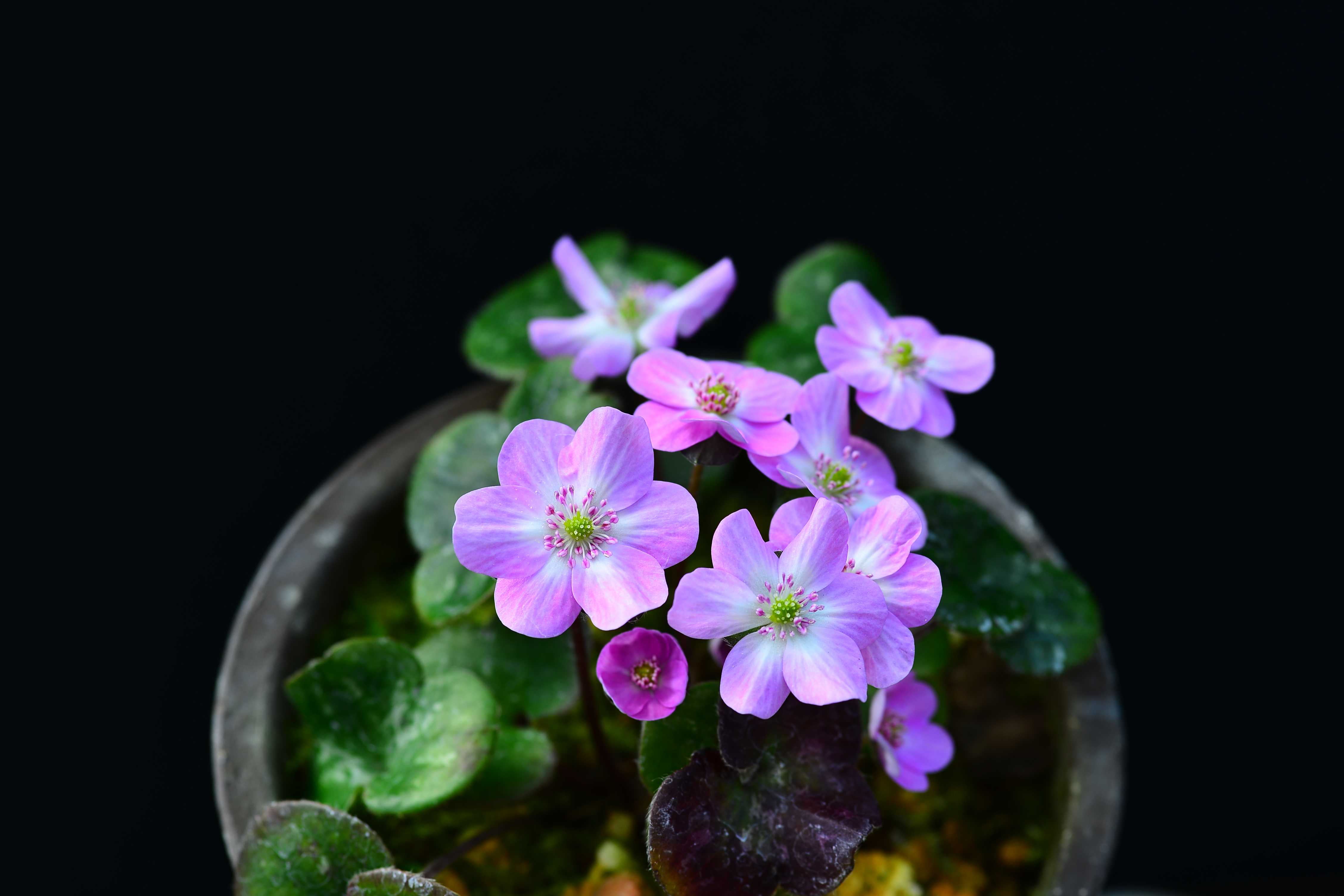 雪割草の花 | 勝平123のブログ - 楽天ブログ