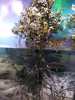 P1110649水族館９.jpg
