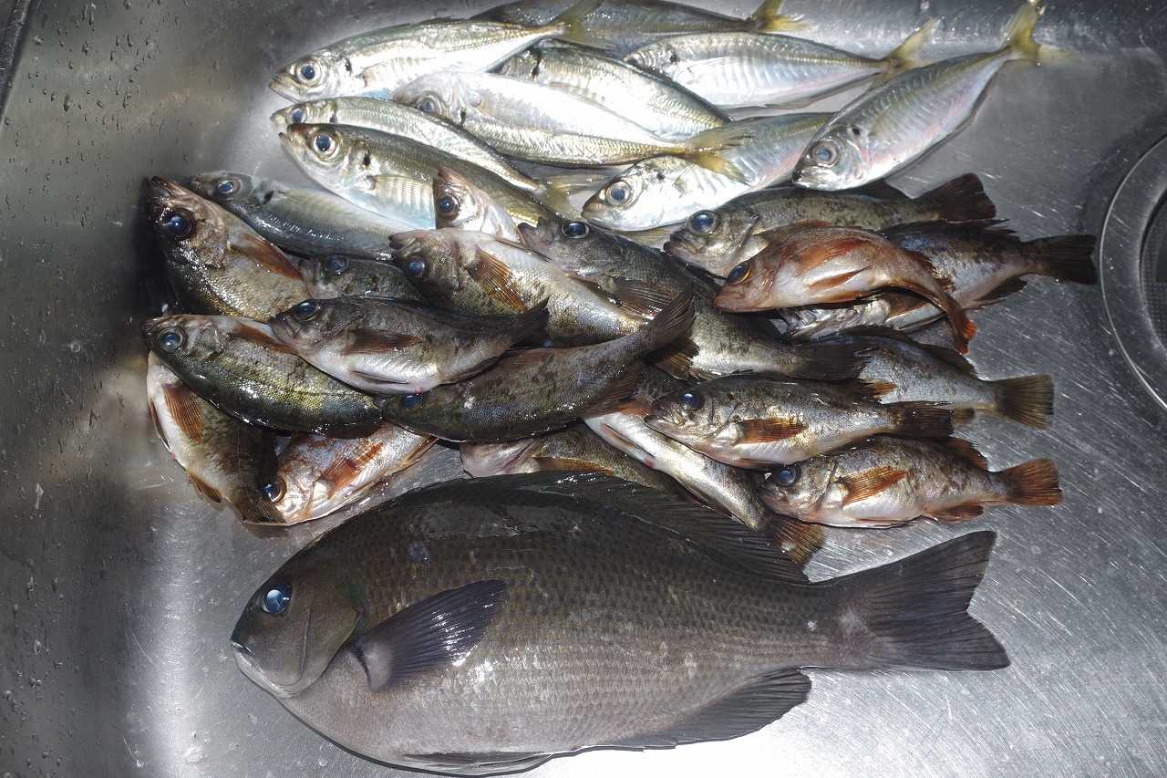 よく読まれている記事一覧 雨釣の釣り日記 楽天ブログ