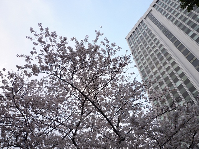 ２4月5日桜.jpg