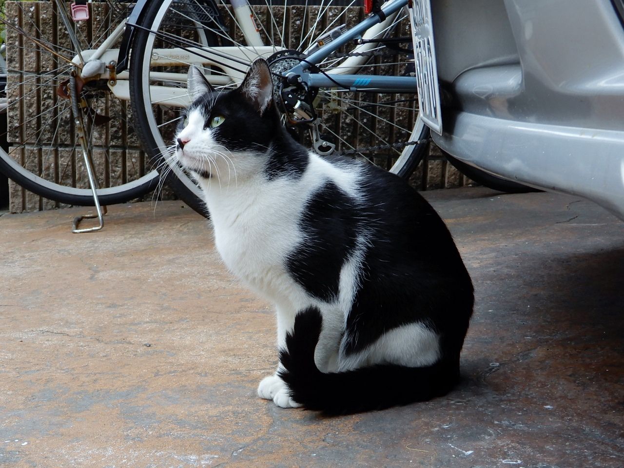 迫り来る猫たち の巻 人さまのネコ 楽天ブログ