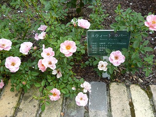 P1080875ss.jpg