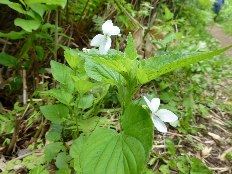 P1230419.jpg