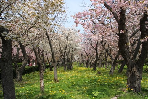 松前公園の桜並木