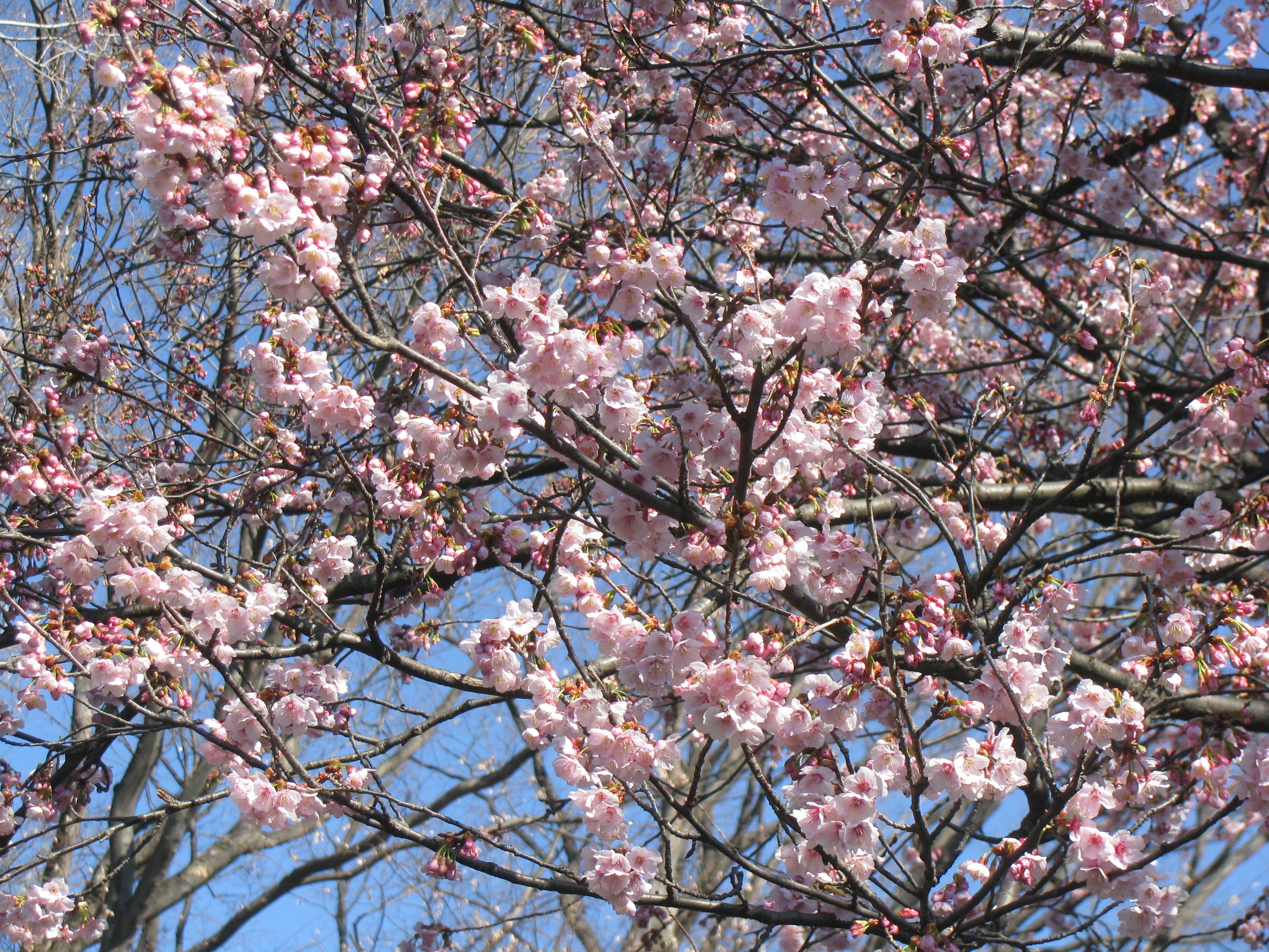 唐門染める桜吹雪 光の七変化 二条城 桜まつり 石井工 たくみ の部屋 楽天ブログ