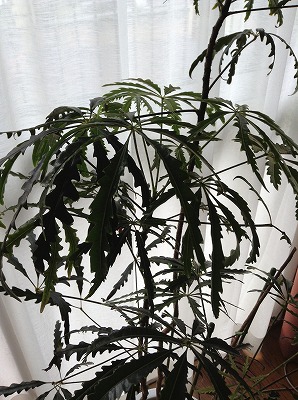 s-写真 2013-06-25 8 31 54.jpg
