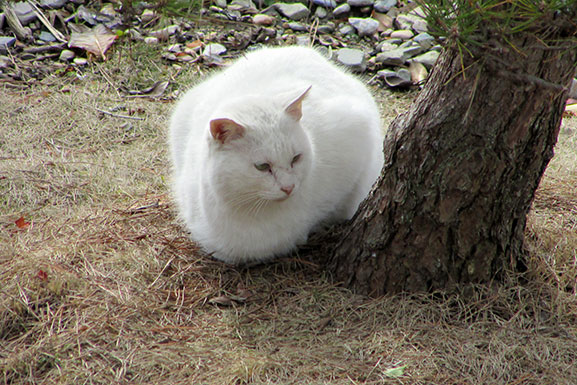 我が家のニャンコ♪2014/12/22-3