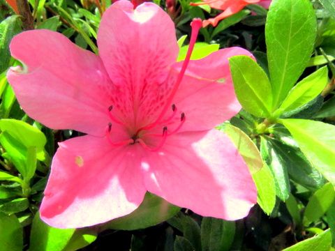 モチツツジの花は5弁ですが 上の3枚に赤い斑点がある ご存知でしたか 5月10日友が丘の崖でこの花を見ていて気が付きました 三田のいのしし 見て歩き日記 楽天ブログ モチツツジの花は5弁ですが 上の3枚に赤い斑点がある ご存知でしたか 5月10日友が丘の崖でこの花を見ていて気が付きました 三田のいのしし 見て歩き日記 楽天ブログ