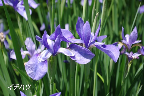 フラワーセンター大船植物園にて