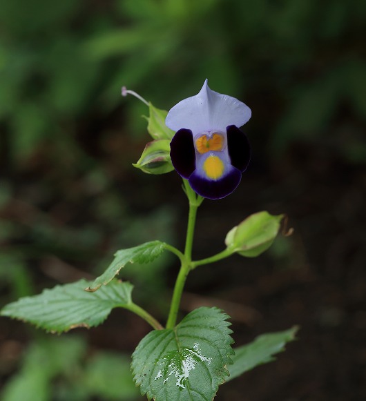 ハナ　１０月２日
