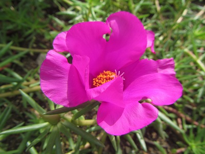 花１マツバボタン.jpg
