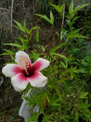 ハランってかっこよくないですか？ | 静岡で観葉植物農家を目指す！～岬ボタニカル～ - 楽天ブログ