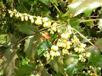 ヒイラギ南天１