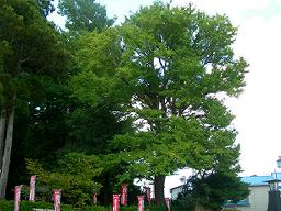 DSCN5833-w256.jpg