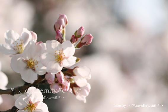Photo by swallowtail　G.jpg