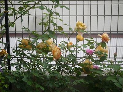 P1190643.JPG