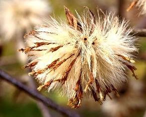 東谷山フルーツの里 梅の香り
