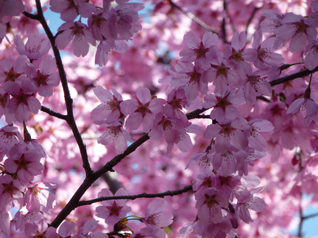 桜 染井吉野 しだれ桜 白 濃いピンク ２種類 薄ピンク ２種類 写真あり 私の好きな花 楽天ブログ