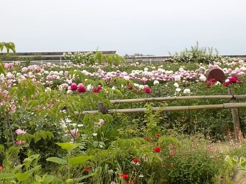 DSCN3820.JPG