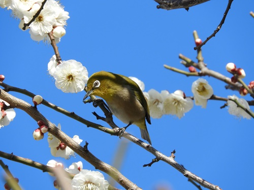 池上梅園にて