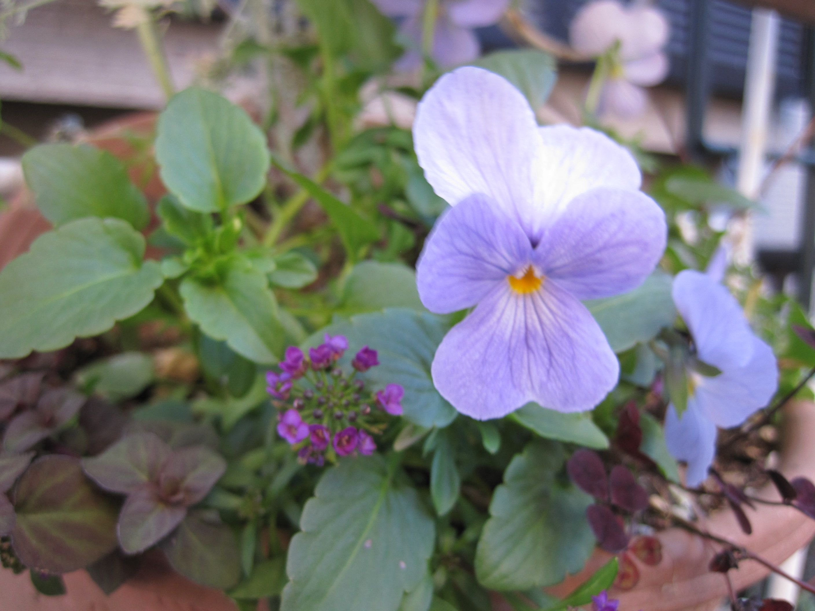 真冬に咲く秋播き種の花 ビオラ ヘブンリーブルー たねをまく日々 楽天ブログ