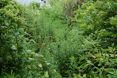 s-DSC_0908.jpg