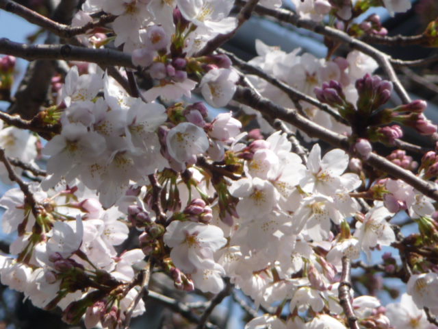 148 桜