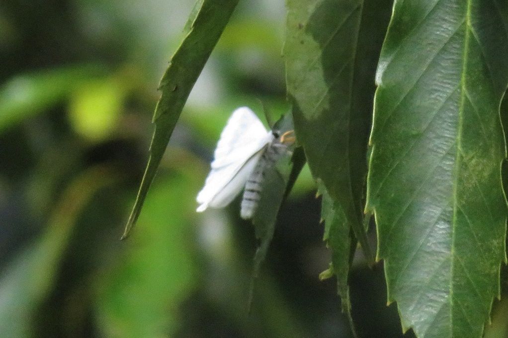 8ページ目の 川沿い散策 昆虫 大分金太郎の花鳥蝶月 楽天ブログ