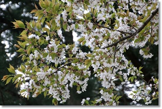 樹木公園-23 八重山桜 15.4.18