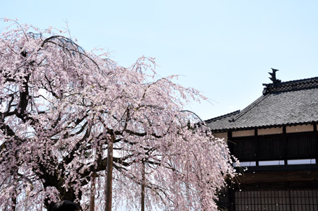 舞台桜２